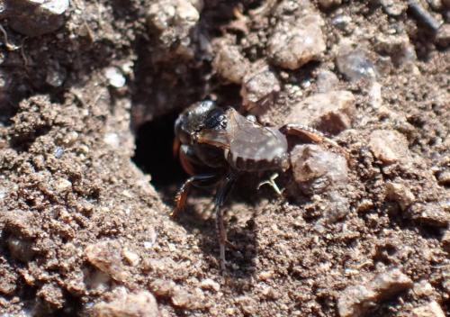 Oxybelus uniglumis